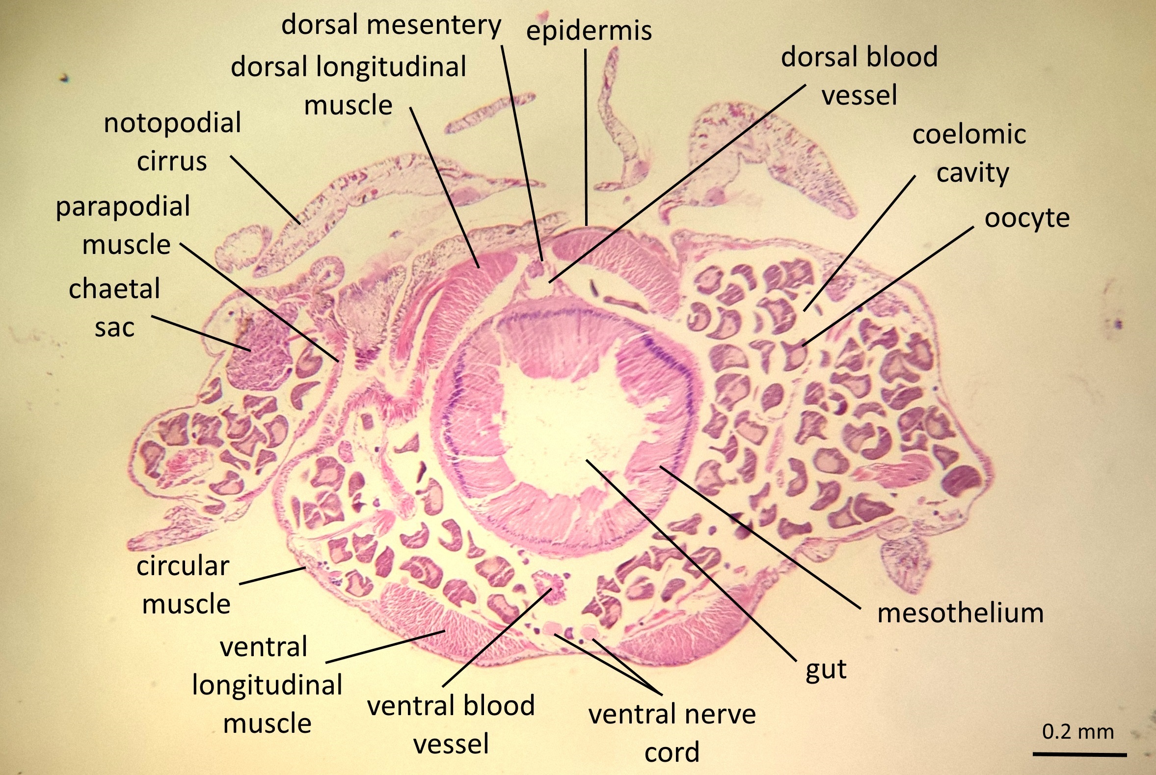 figure image